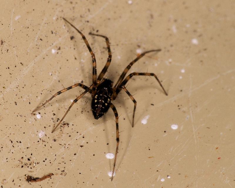 Linyphia_hortensis_D5216_O_88_Les Gris_Frankrijk.jpg